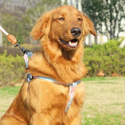 Colorful pet harness with leash